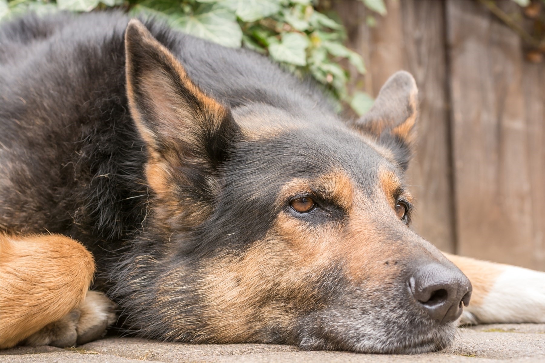 Hund vergiftet / Lokales IVZaktuell