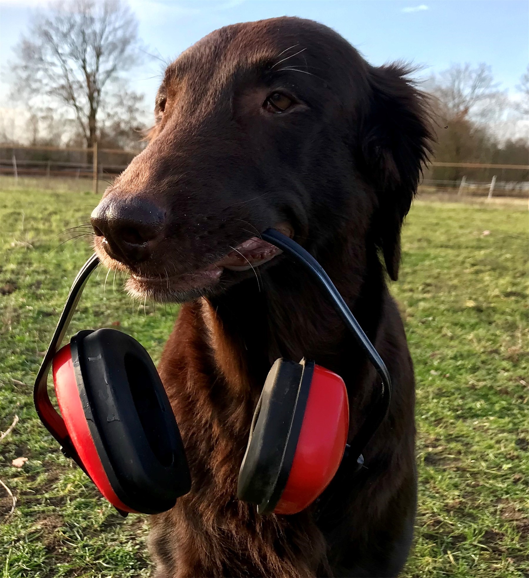 Hunde sind sich einig Silvester kann ausfallen / Lokales IVZaktuell